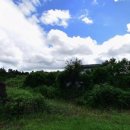 루씨루씨애견유치원 이미지