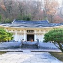 의령 충익사 모과나무 이미지