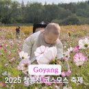 강매동 석교 | 서울 근교 일산 고양 창릉천 코스모스 축제 강매석교공원 후기