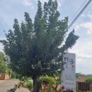 다금한식 이미지