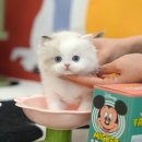 고양이라서 행복해 이미지