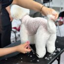 희망애견샵 이미지