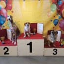 불도저 독 케어 센터 이미지