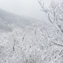 안성리-8 Daum카페