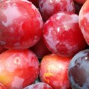 정자리농장 이미지