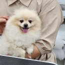 삼성애견 이미지