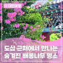 서구-02-80 | 도심 근처에서 만날 수 있는 숨겨진 대전 배롱나무 명소