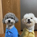 즐겨찾개 이미지