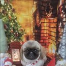 멍했냥 평택본점 이미지