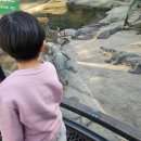 상석제3농로 | 너무 좋았던 아이랑 상하이 야생동물원, 호랑이식당 사파리 전동카트 상해 허이탕셔틀