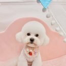 애견전문 미용 샵 이미지