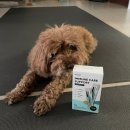 제라펫 | 제주펫 짜요가득 면역 케어 스틱 후기 | 강아지 간식 영양제 추천