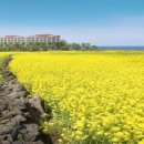 대명리조트 제주 이미지