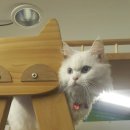 고양이 별 이미지