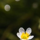 매화마름