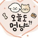 오늘도멍냥 이미지