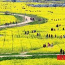 낙동강관리본부 대저생태공원 6 이미지