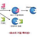 효소란 최초의 건강보조식품 이미지