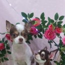 블링블링펫 이미지