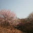 H9163 Daum카페