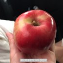 치마골농장 네이버블로그