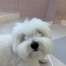 퍼피파파 이미지