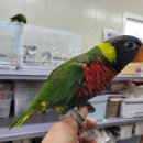 레인보우 앵무 이미지