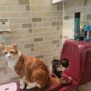 김제시장 | 🍰 김제카페 추천 | 스위트라라 김제점 수플레 솔직 후기