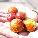 삼봉1교 이미지