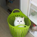 이쁘냥 고양이 미용실 이미지