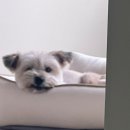 봄날의댕댕이 | 버니 임보 일기4🐰 | 어느덧 임보 4주 | 임보 현실 후기 | 봄날의 강쥐🌱