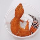 (주)지라인 이미지