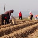 군산시청 임피면