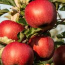 쭈니푸드 이미지