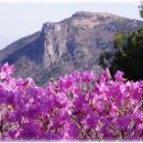 대구 달성 / 비슬산 꽃축제 4월26일 ~ 5월3일 이미지