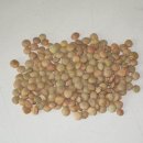 렌즈콩(Lentil) 이미지