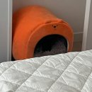 호식이농산물 | Pring's 37주 기록