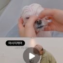 꼼꼼하개 이미지