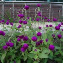 동갈보대 이미지