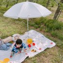 동윤농장 | 영덕 사과꽃피크닉 일주일만 가능한 피크닉