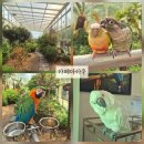 용천로 | [양평] 서울 근교 앵무새가 있는 온실 카페마카우