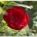 장미농원 이미지