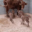 쌍둥이축산2 이미지