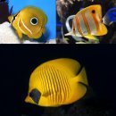 산호수산 | 산호와 살고 산호와 죽는다 - 나비고기 진화사 이야기