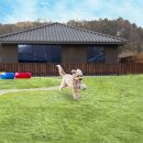 머무름 펫 이미지