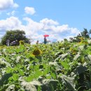 연천호로고루 이미지