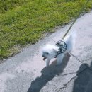 동탄원더스동물의료센터 | 동탄호수동물병원 고양이건강검진 이프동물의료센터 솔직후기 내돈내산