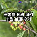 뉴질랜드 남섬여행 크롬웰 체리 피킹 PYO 11월말 실패 후기