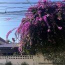 삼천장 | [치앙마이여행Day3🇹🇭] 풍경이 예뻐서 눈물흘린다고? 오버가 심하네.. ➡️ 3분후 오열 완. 인생 최고였던...