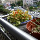 미니하우스 이미지